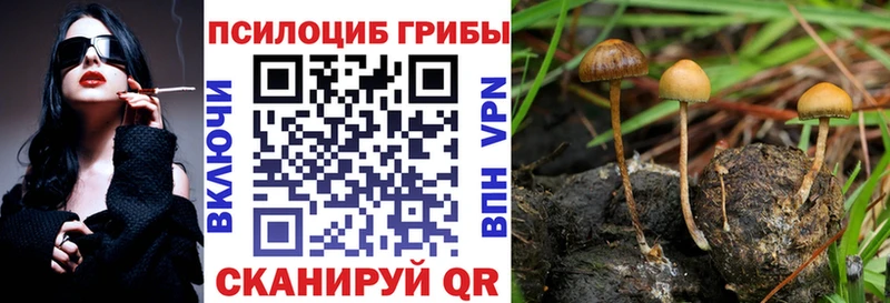 купить   Зеленодольск  Галлюциногенные грибы Psilocybine cubensis 